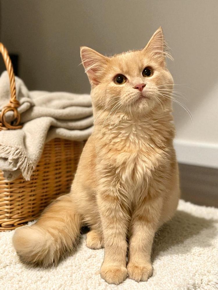 Teddy, Adoptable, Adult Male Domestic Medium Hair.