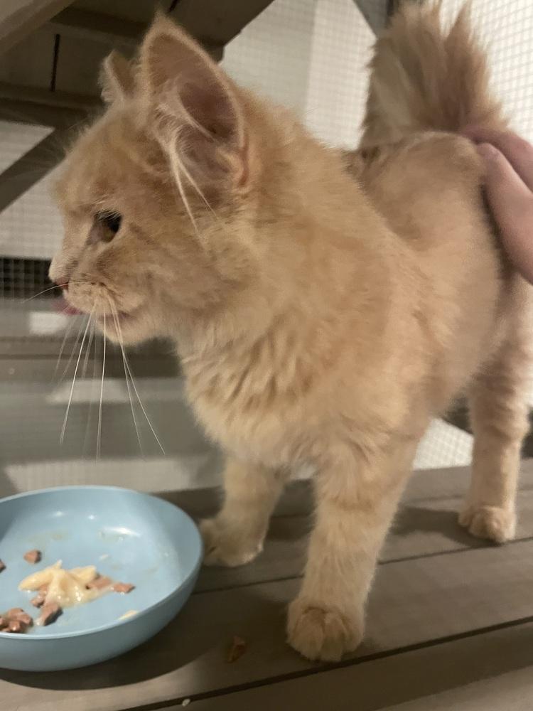 Enlarge Teddy, a Adoptable Domestic Medium Hair in Metamora, IL image 2/4