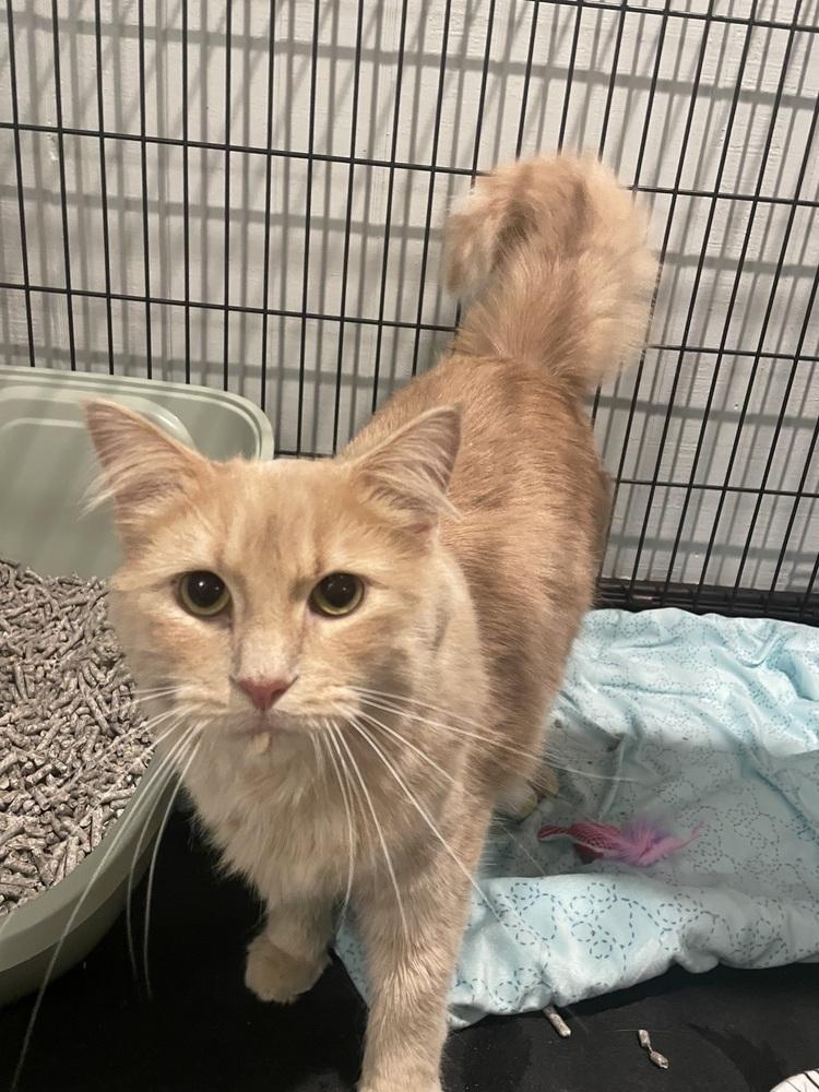Enlarge Teddy, a Adoptable Domestic Medium Hair in Metamora, IL image 3/4