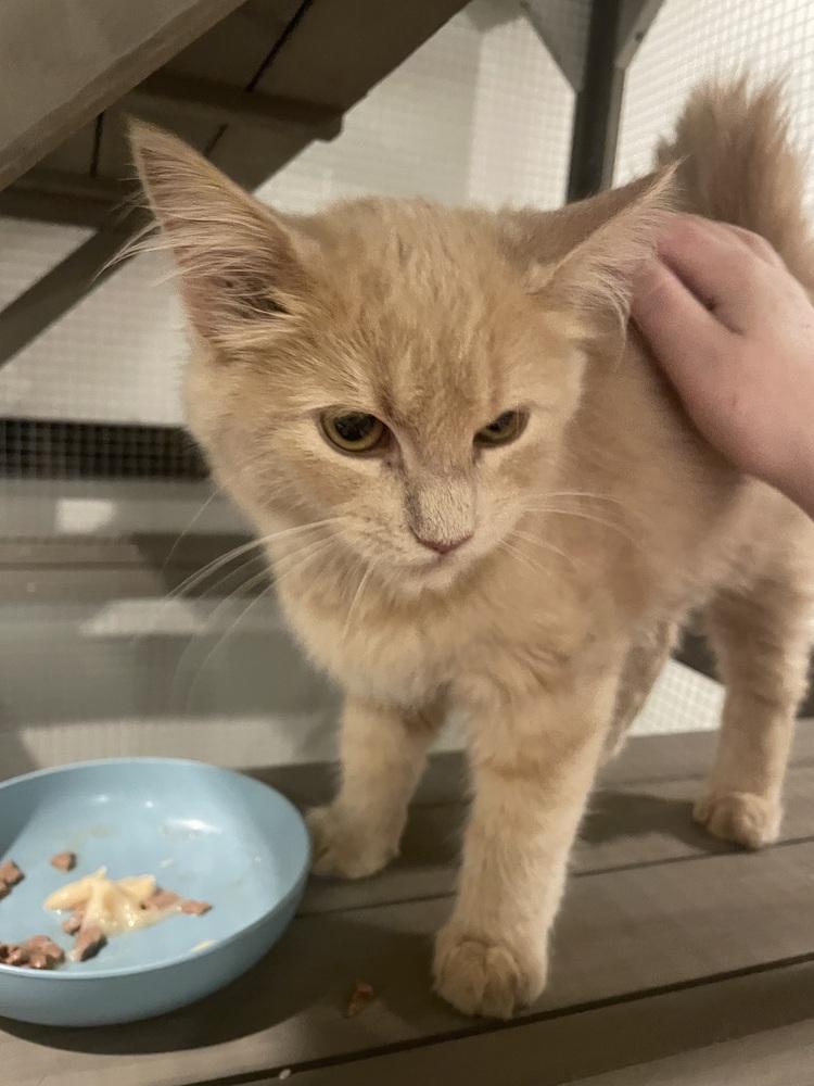 Enlarge Teddy, a Adoptable Domestic Medium Hair in Metamora, IL image 4/4