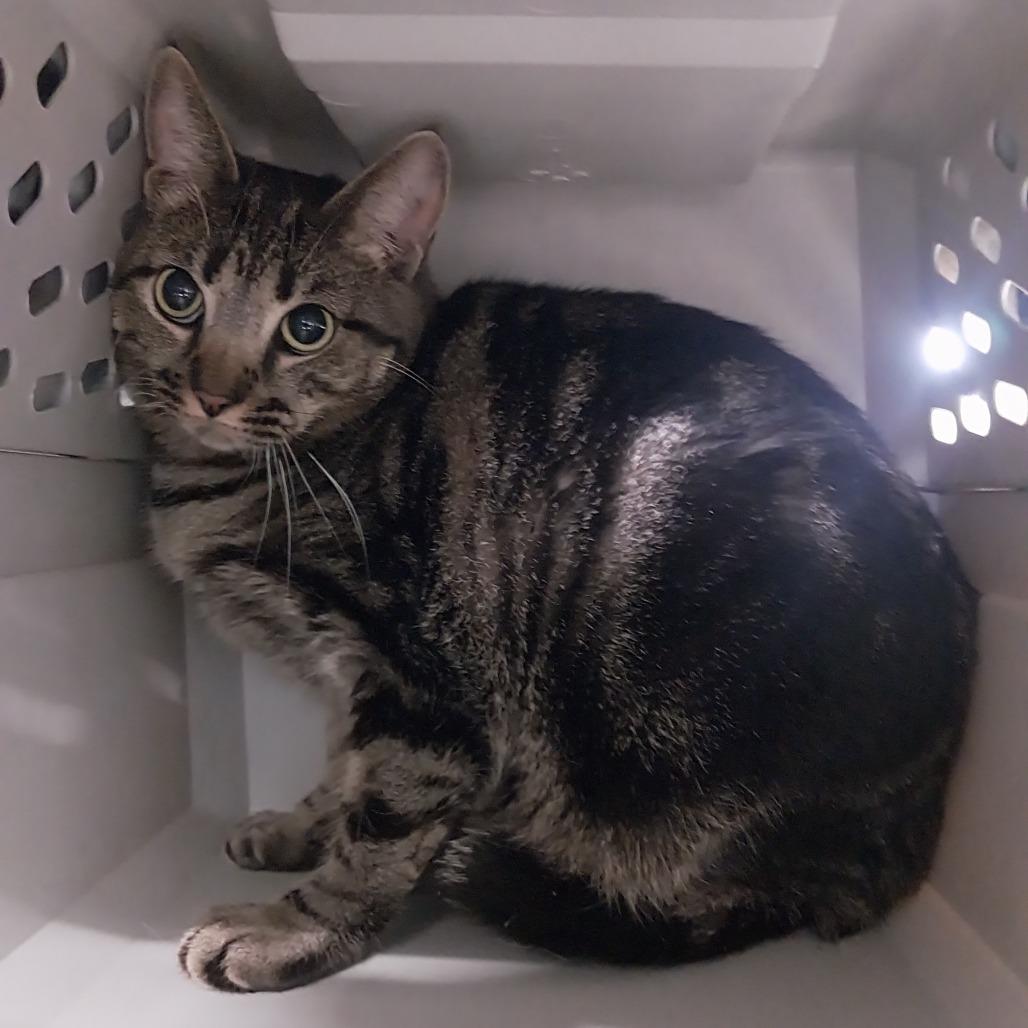 Lady, Adoptable, Adult Female Domestic Short Hair.