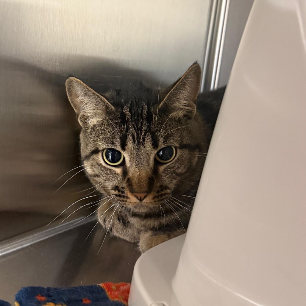 Lady, a Adoptable Domestic Short Hair in East Smithfield , PA image 2/6