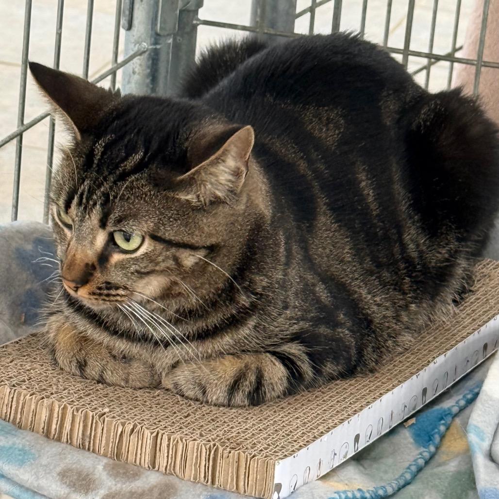 Lady, a Adoptable Domestic Short Hair in East Smithfield , PA image 3/6