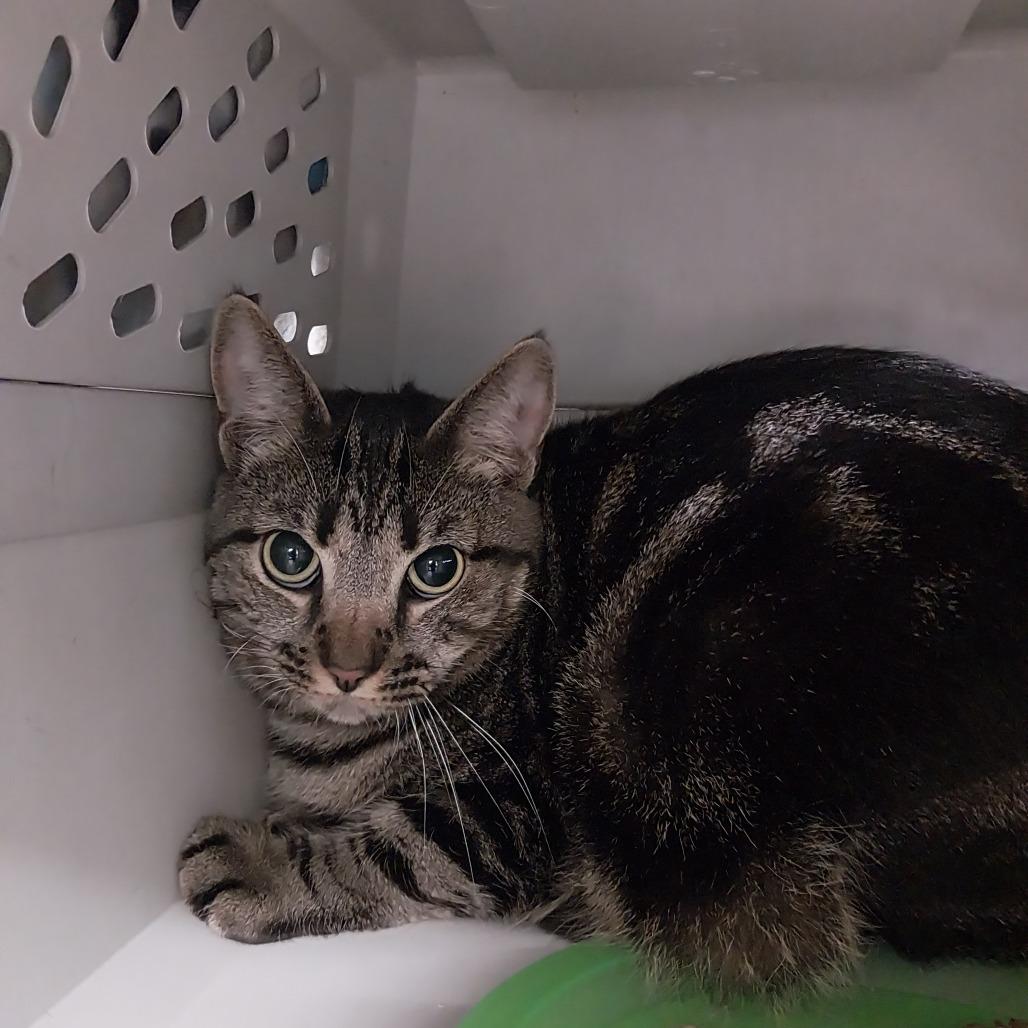 Lady, a Adoptable Domestic Short Hair in East Smithfield , PA image 4/6