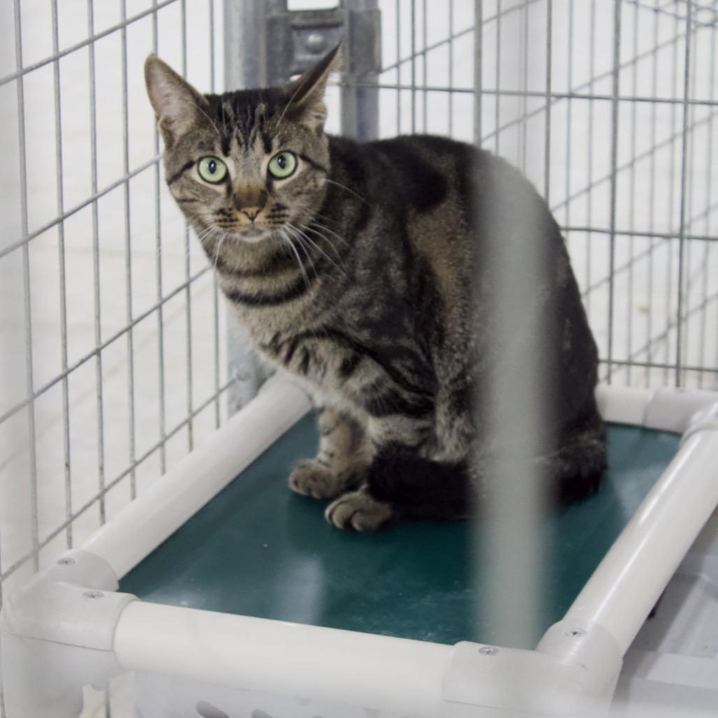 Lady, a Adoptable Domestic Short Hair in East Smithfield , PA image 5/6
