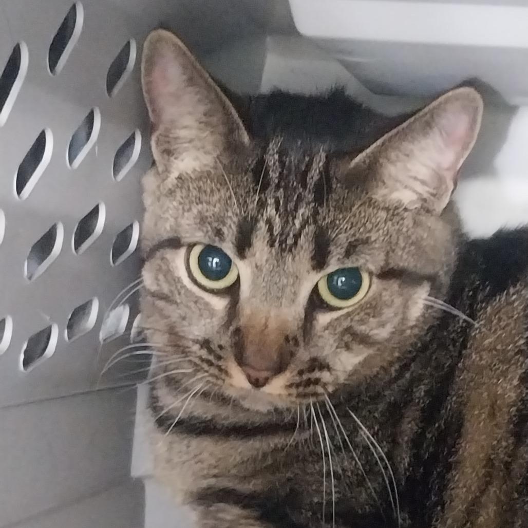 Lady, a Adoptable Domestic Short Hair in East Smithfield , PA image 6/6