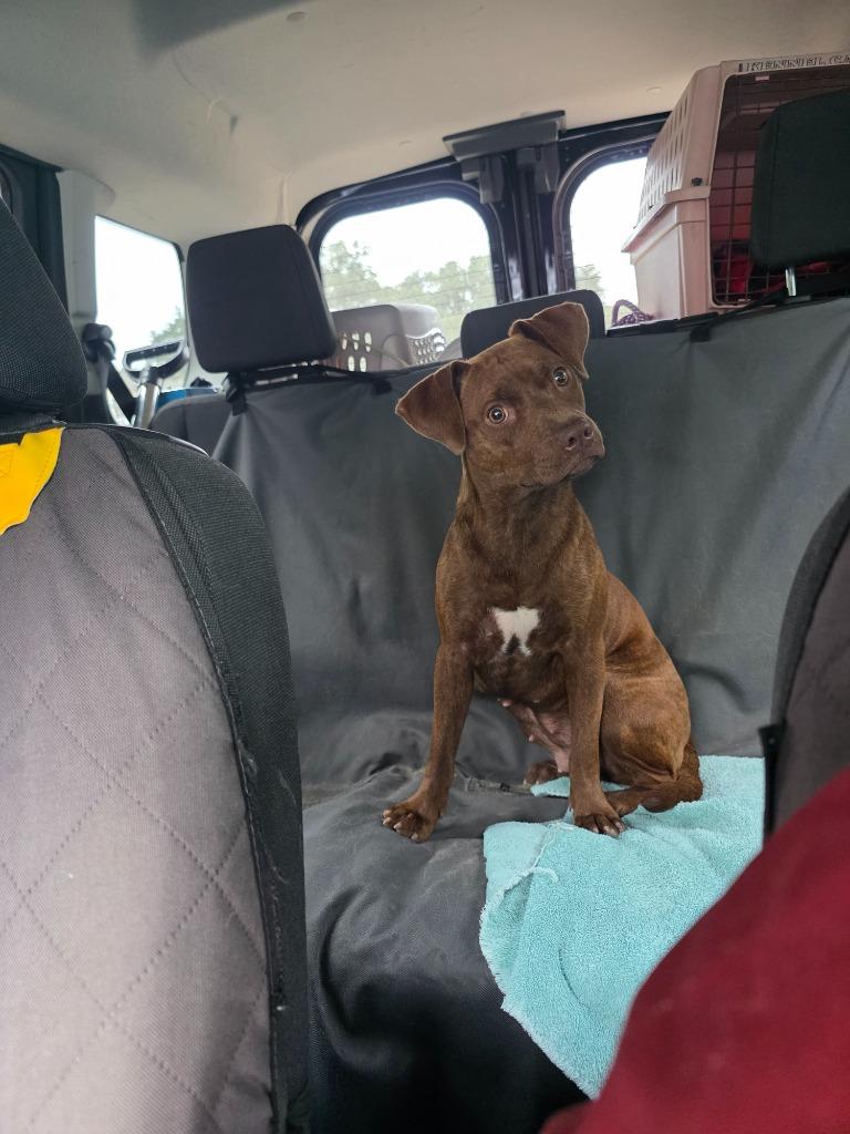 Enlarge Rapidash, a Adoptable mixed breed in Rockport, TX image 1/1