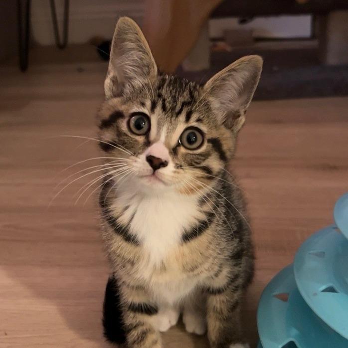 Mickey, Adoptable, Kitten Female Domestic Short Hair.