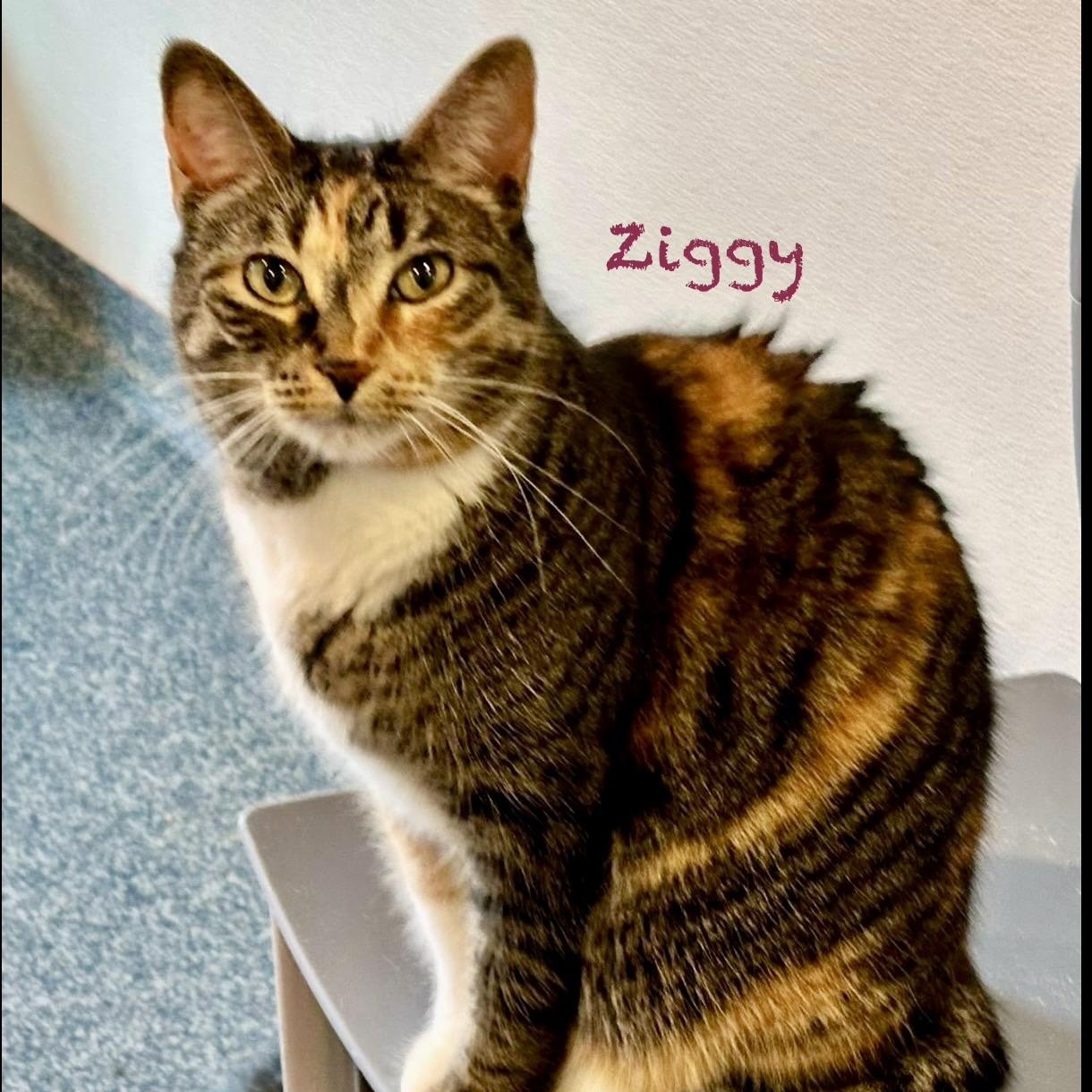 Ziggy, adoptable, Adult Female Calico.