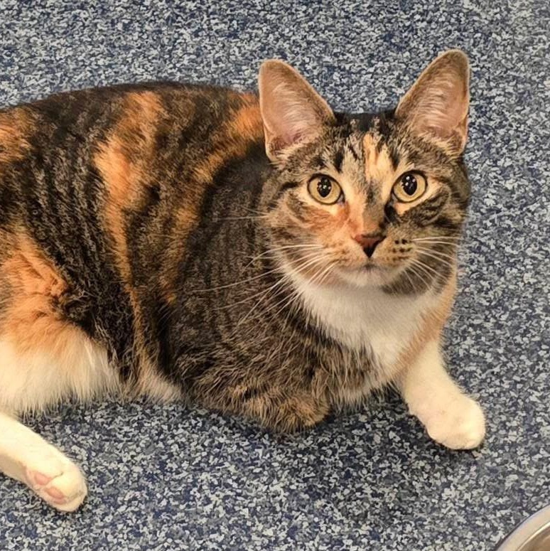 Enlarge Ziggy, an adoptable Calico in Palatine, IL image 2/4