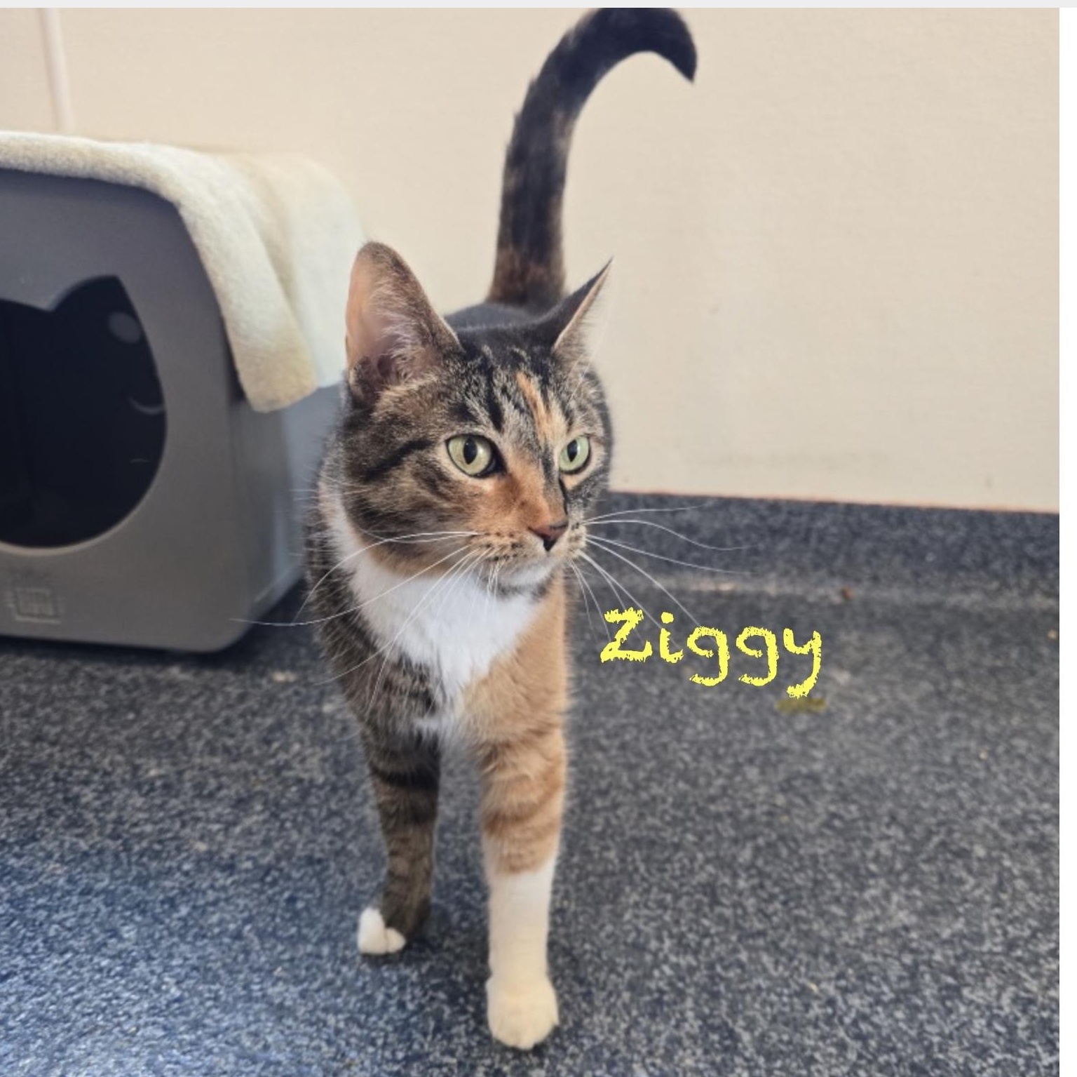 Ziggy, adoptable, Adult Female Calico.