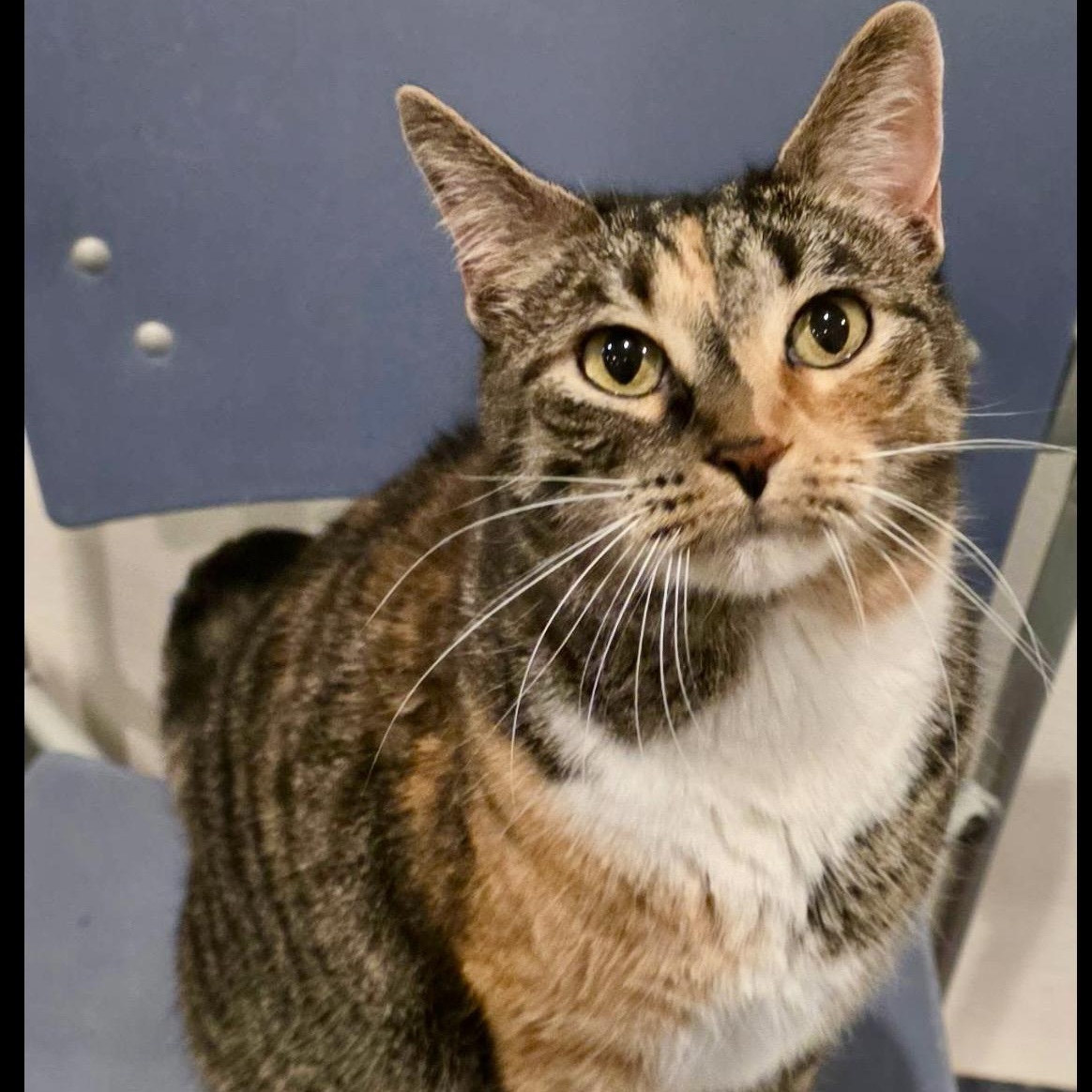 Enlarge Ziggy, an adoptable Calico in Palatine, IL image 3/4