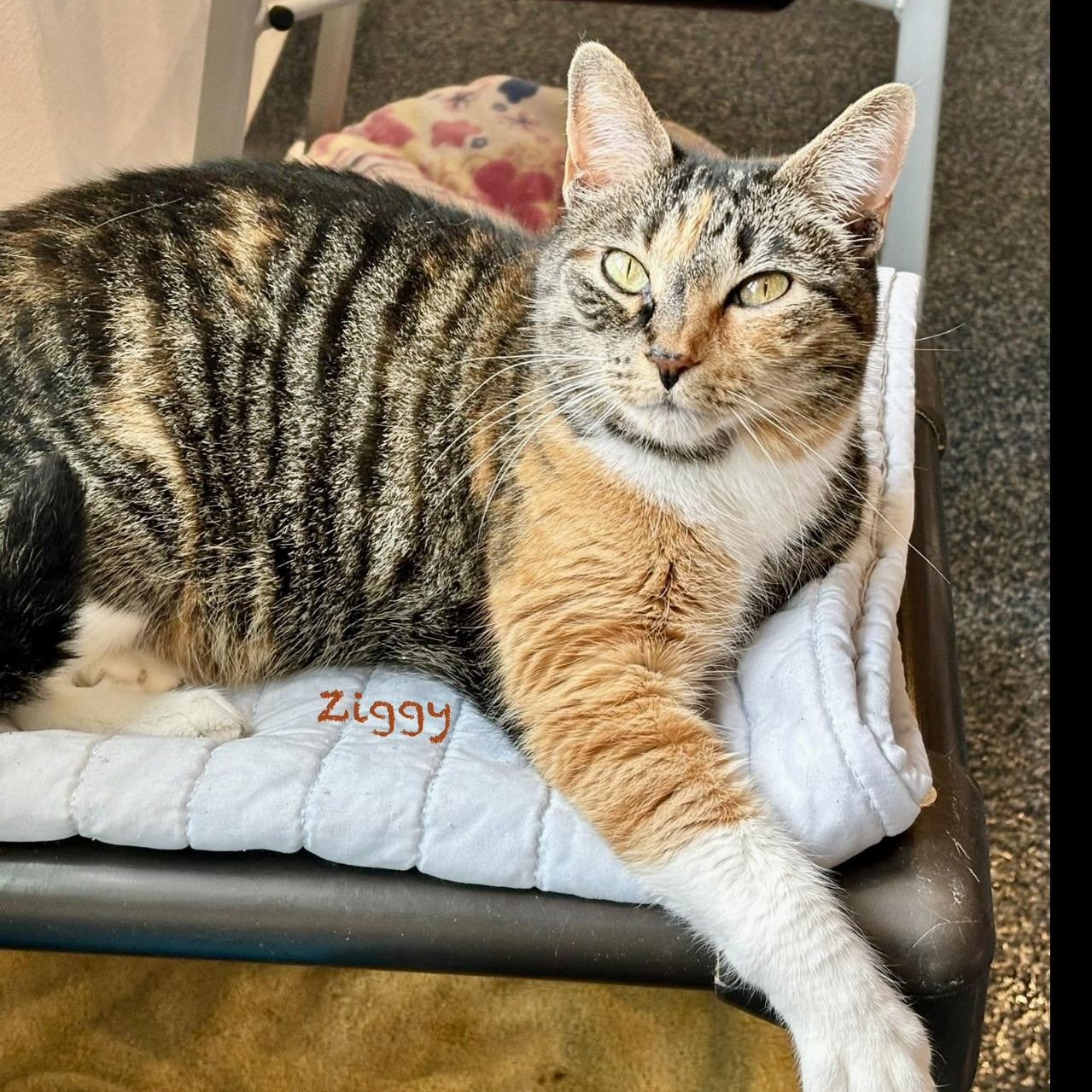 Ziggy, adoptable, Adult Female Calico.