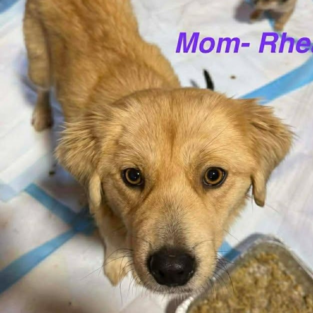 Rhea (20260128-05) — thumbnail 3