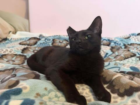 Donner, ADOPTABLE, Young Male Domestic Short Hair.