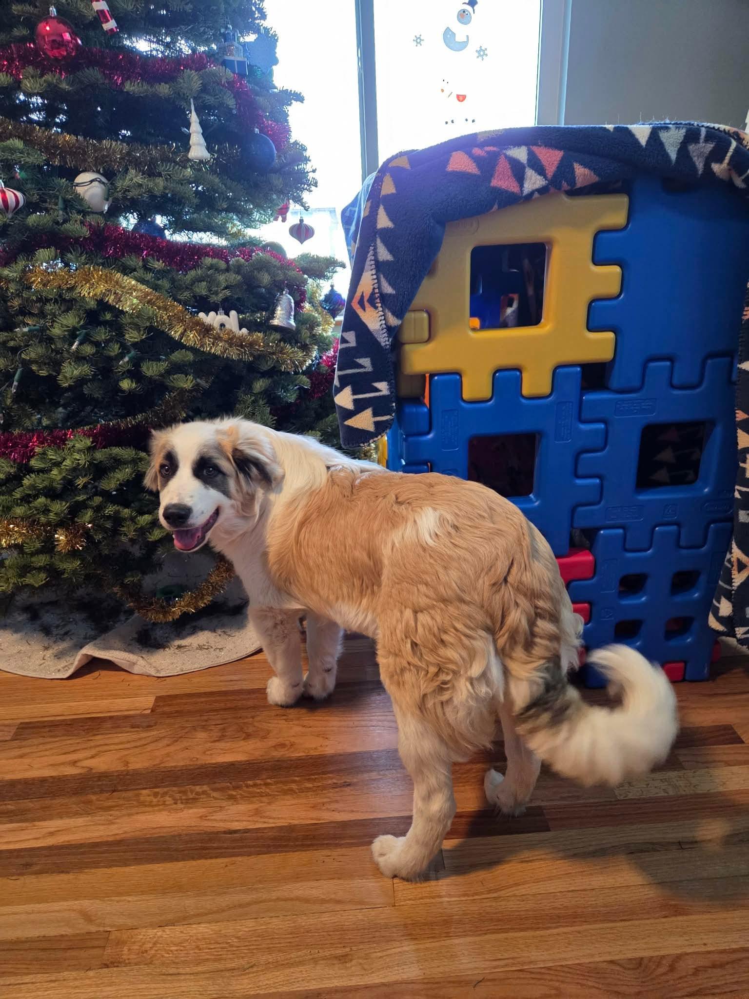 Benji, Adopted, Young Male Great Pyrenees & Border Collie.