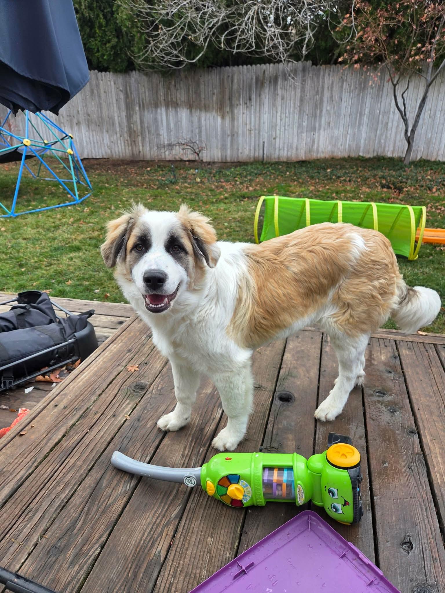 Enlarge Benji, a Adopted mixed breed in Bountiful, UT image 2/2