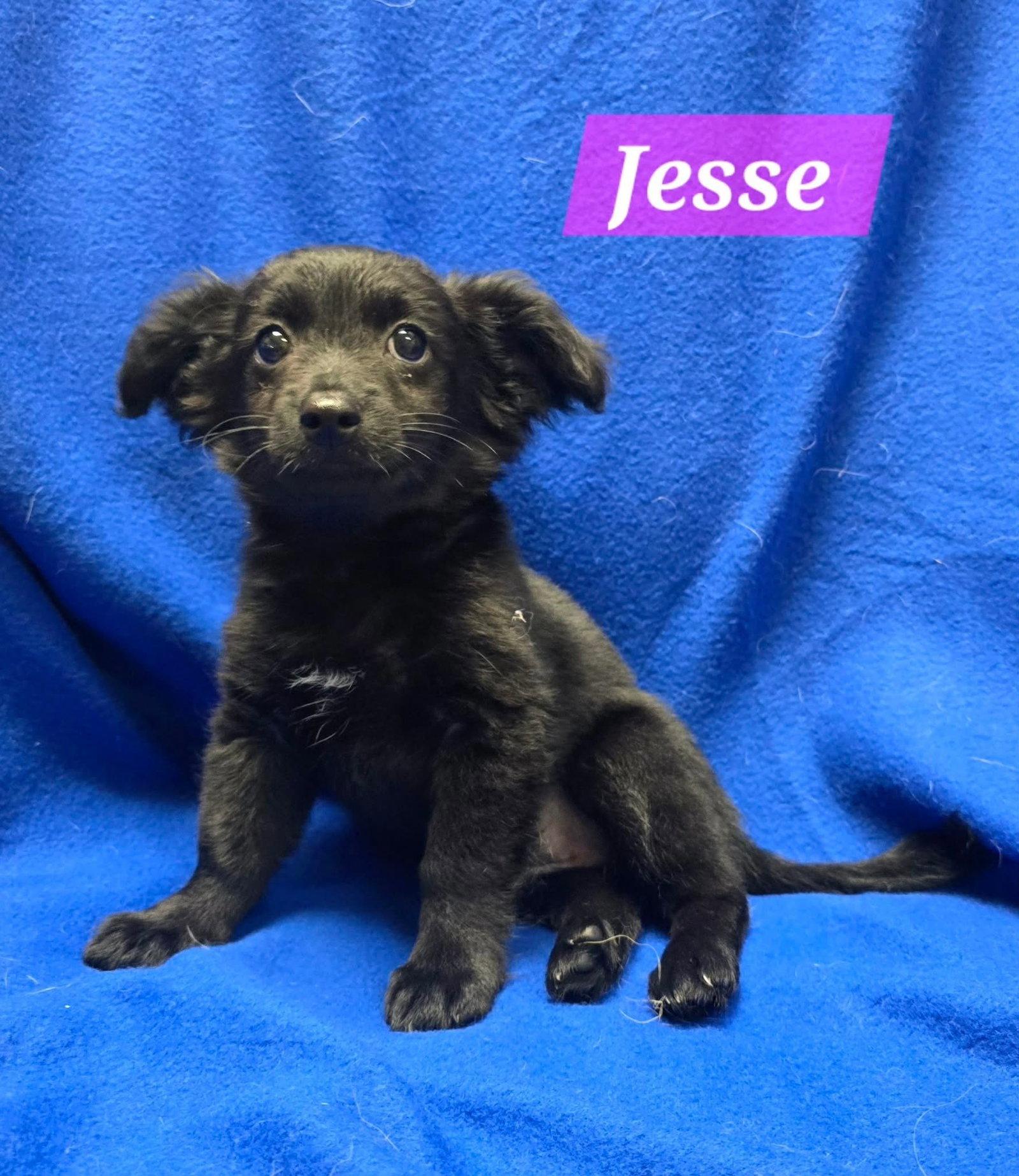 Enlarge Jesse, a Adoptable Terrier in Modesto, CA image 1/1