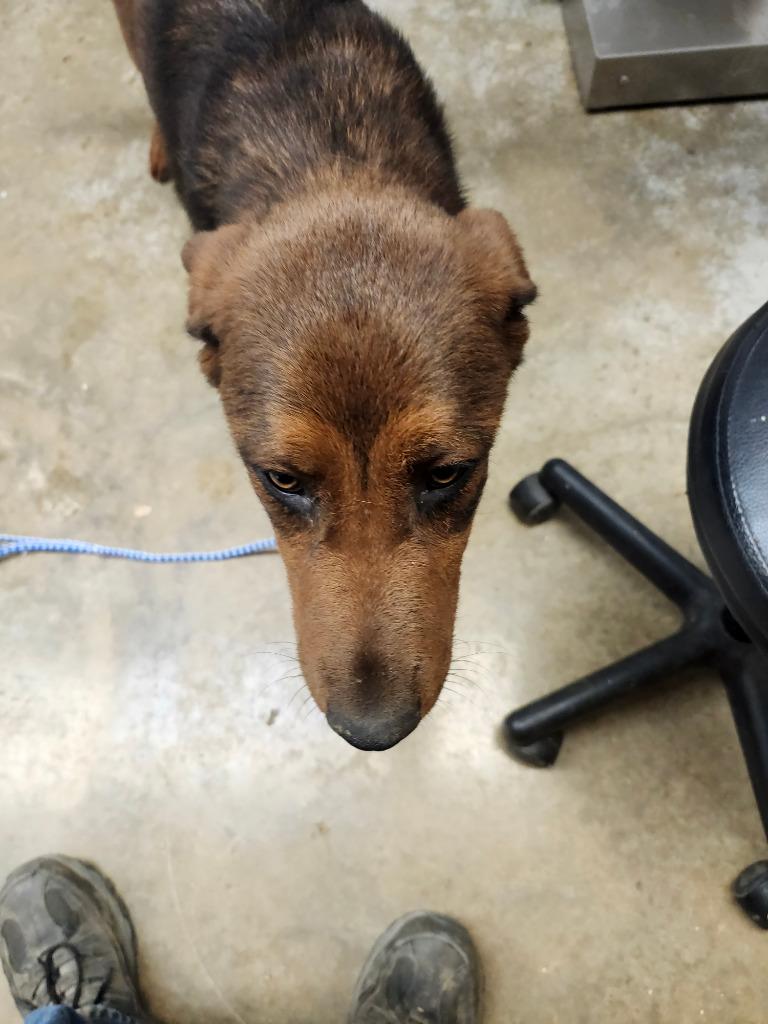 Star, Adoptable, Young Female Mixed Breed.