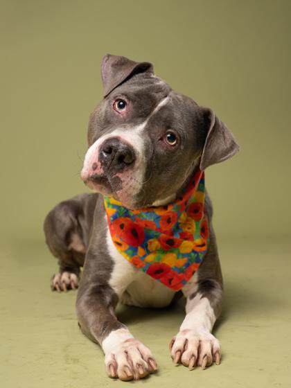 Enlarge Bluegana, a Adoptable Mixed Breed in Atlanta, GA image 1/3