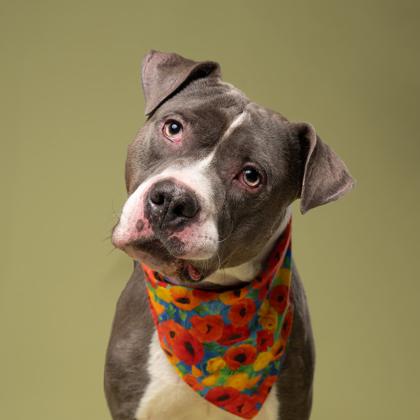 Enlarge Bluegana, a Adoptable Mixed Breed in Atlanta, GA image 2/3