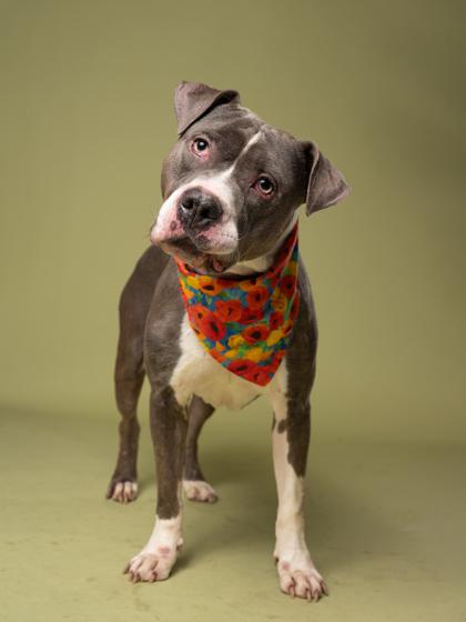 Enlarge Bluegana, a Adoptable Mixed Breed in Atlanta, GA image 3/3