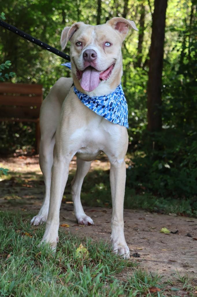Ladder, Adoptable, Young Male Mixed Breed.