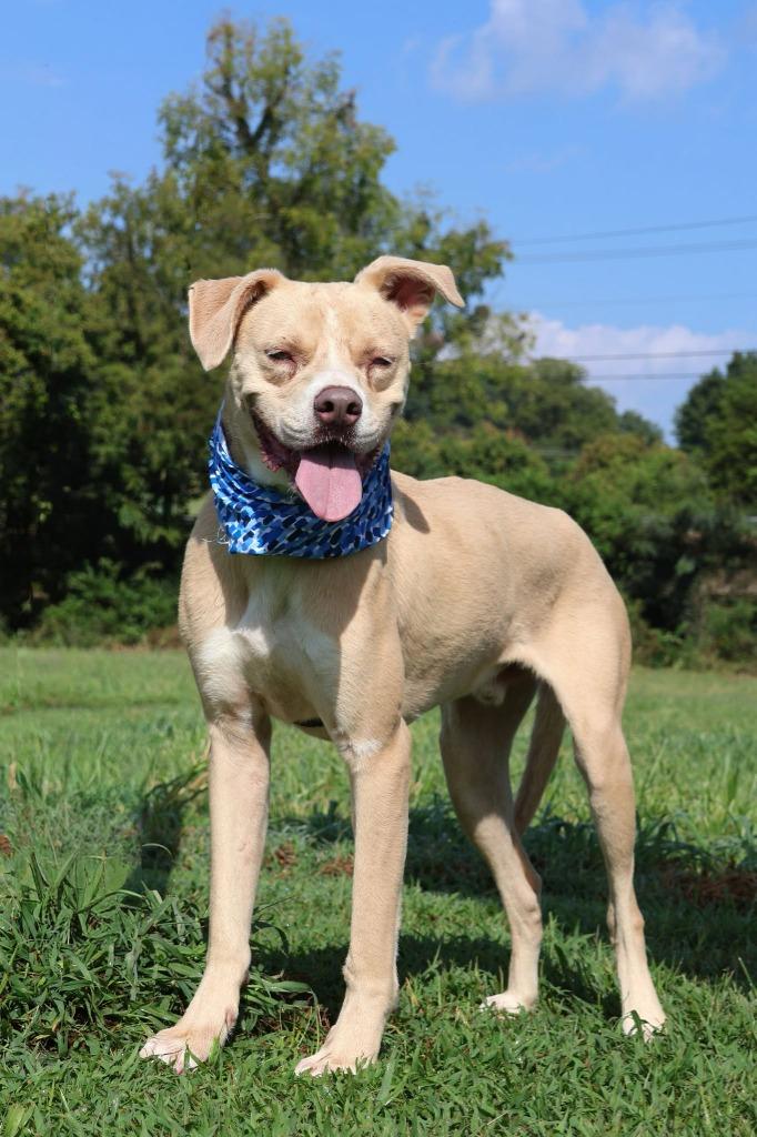 Enlarge Ladder, a Adoptable mixed breed in Columbia, TN image 2/5