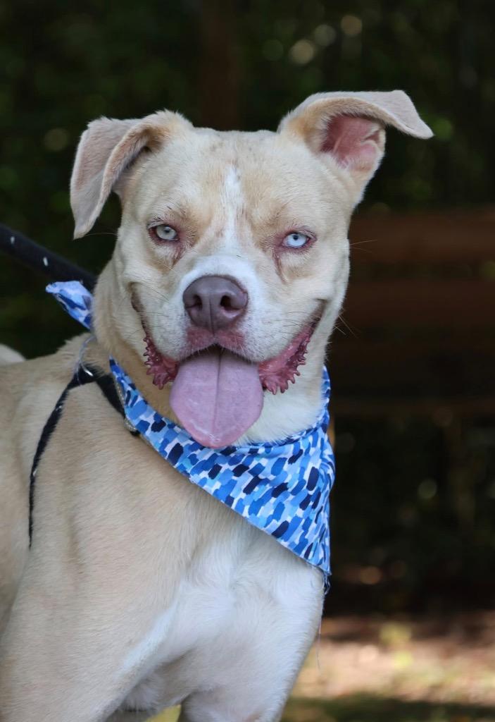 Enlarge Ladder, a Adoptable mixed breed in Columbia, TN image 3/6