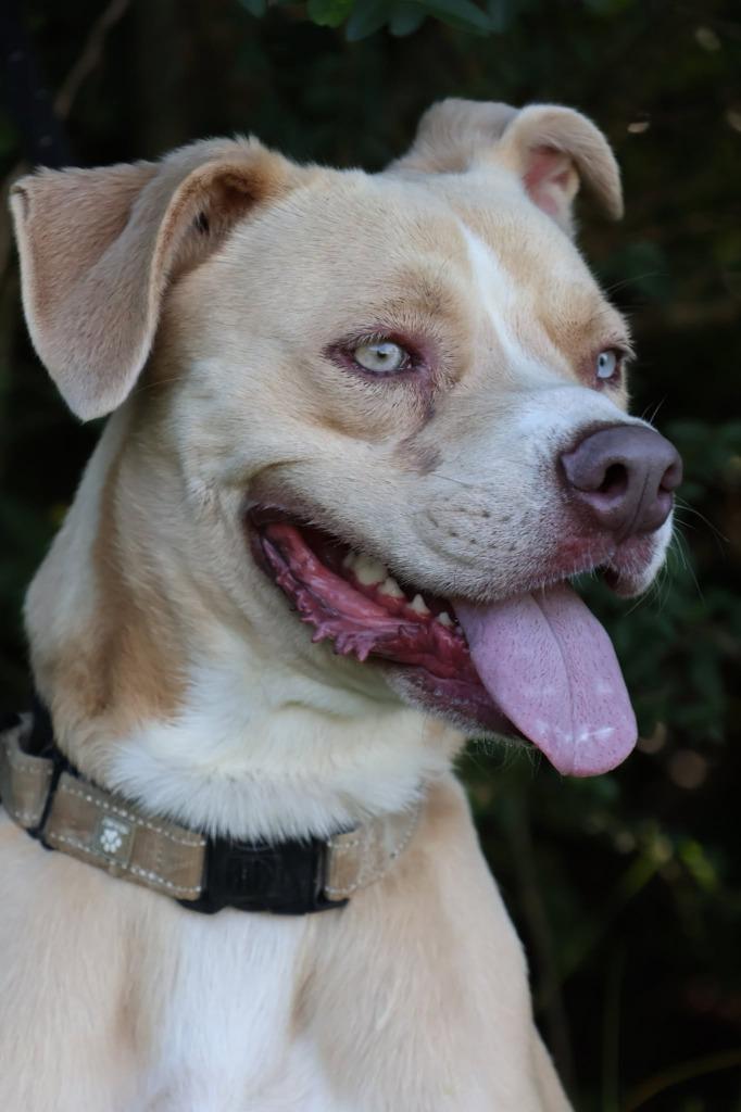 Enlarge Ladder, a Adoptable mixed breed in Columbia, TN image 3/5