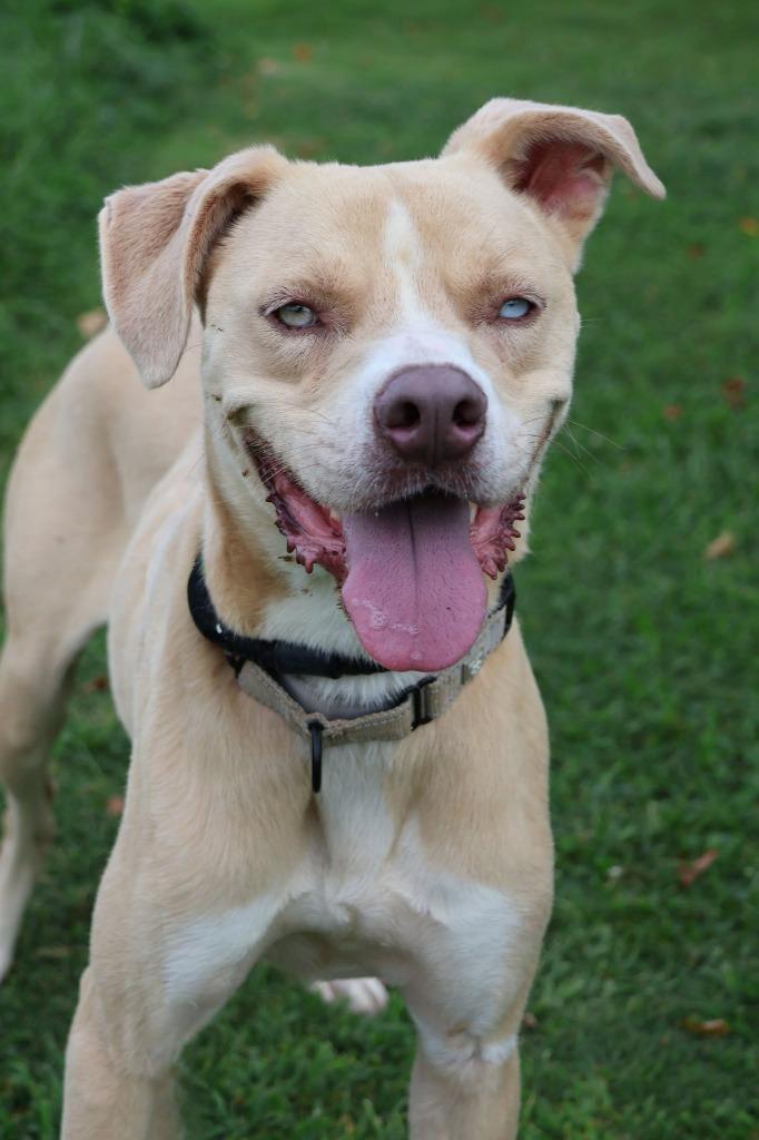 Ladder, Adoptable, Young Male Mixed Breed.