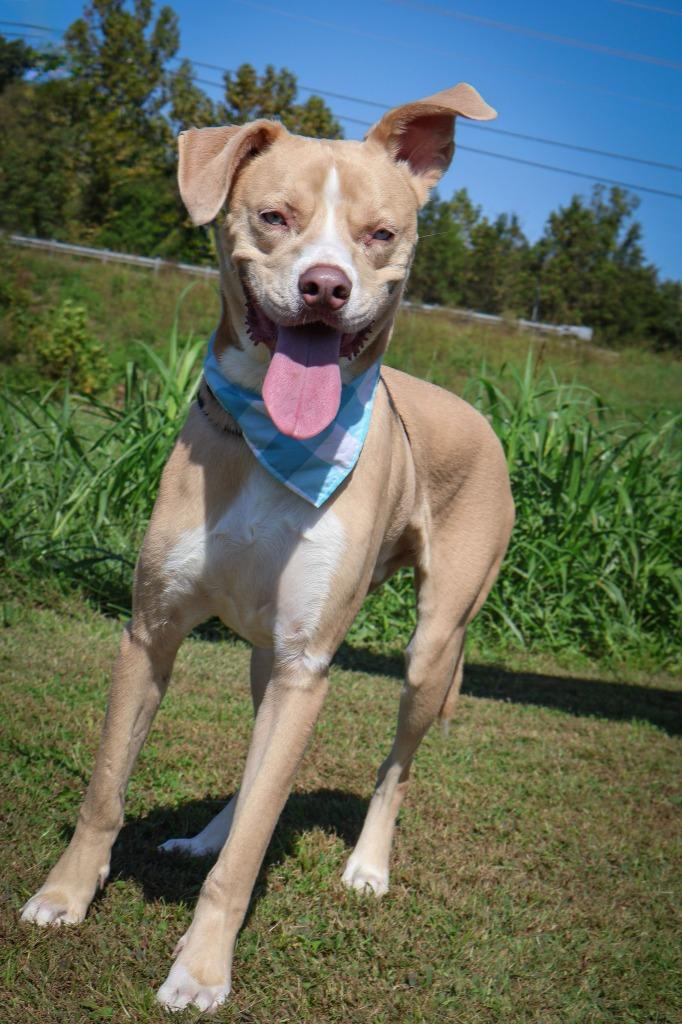 Ladder, Adoptable, Young Male Mixed Breed.