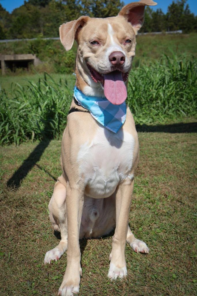 Enlarge Ladder, a Adoptable mixed breed in Columbia, TN image 2/5