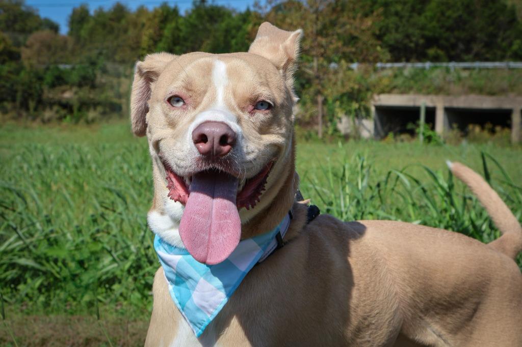 Enlarge Ladder, a Adoptable mixed breed in Columbia, TN image 3/5