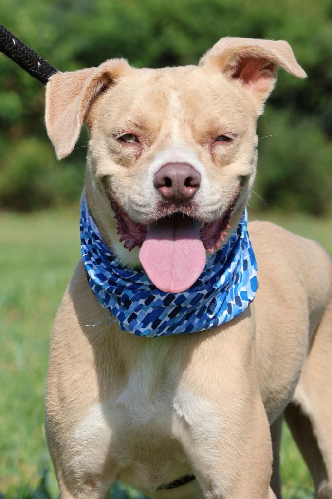 Enlarge Ladder, a Adoptable mixed breed in Columbia, TN image 4/5