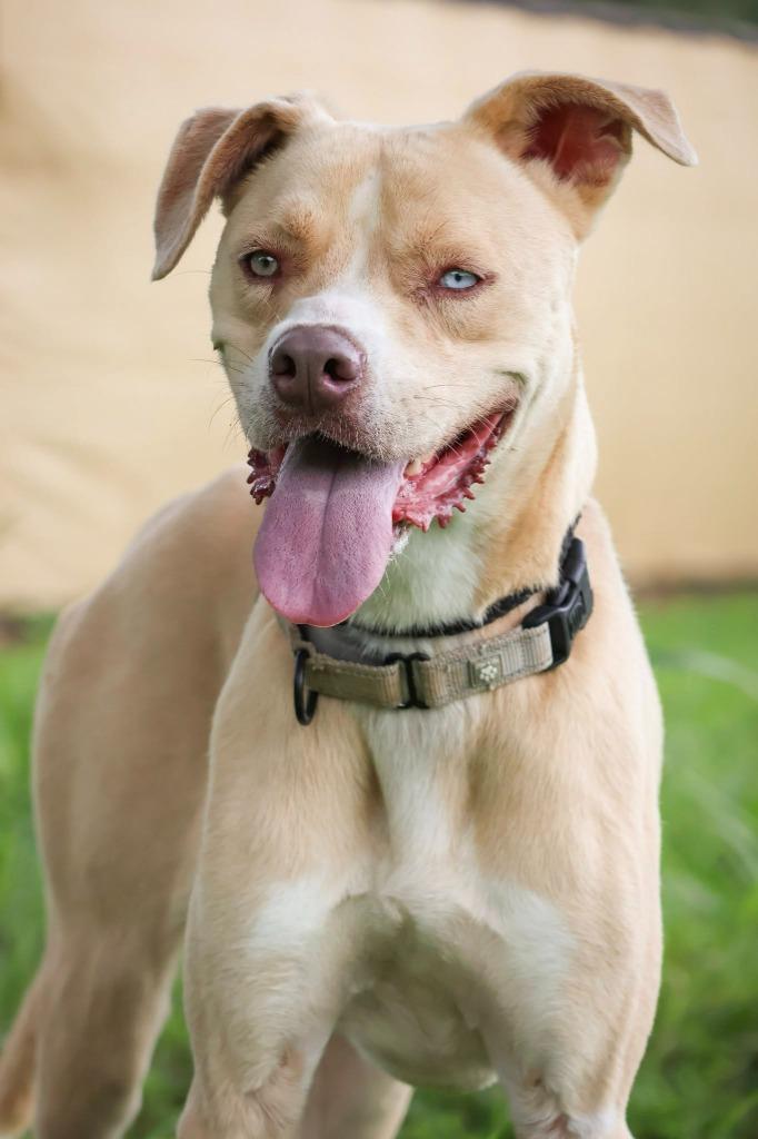 Ladder, a Adoptable mixed breed in Columbia, TN image 2/5