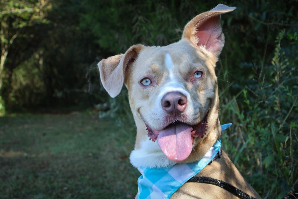 Enlarge Ladder, a Adoptable mixed breed in Columbia, TN image 4/5
