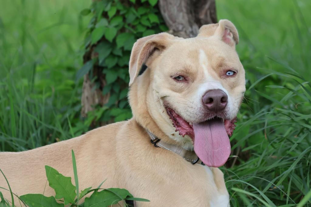 Ladder, a Adoptable mixed breed in Columbia, TN image 3/5