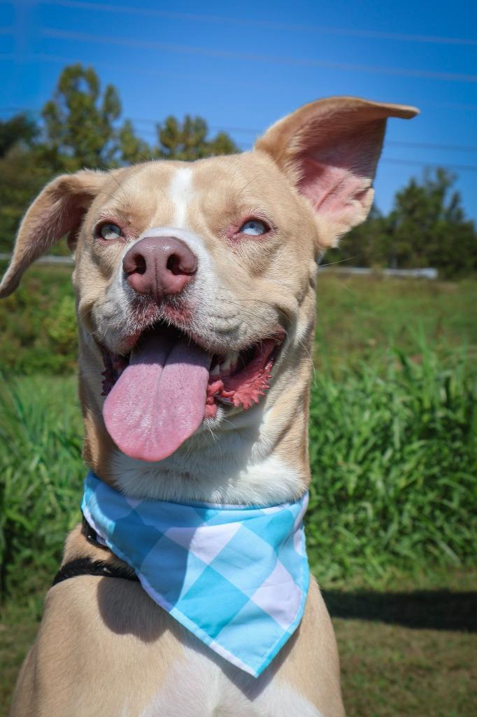 Enlarge Ladder, a Adoptable mixed breed in Columbia, TN image 5/5