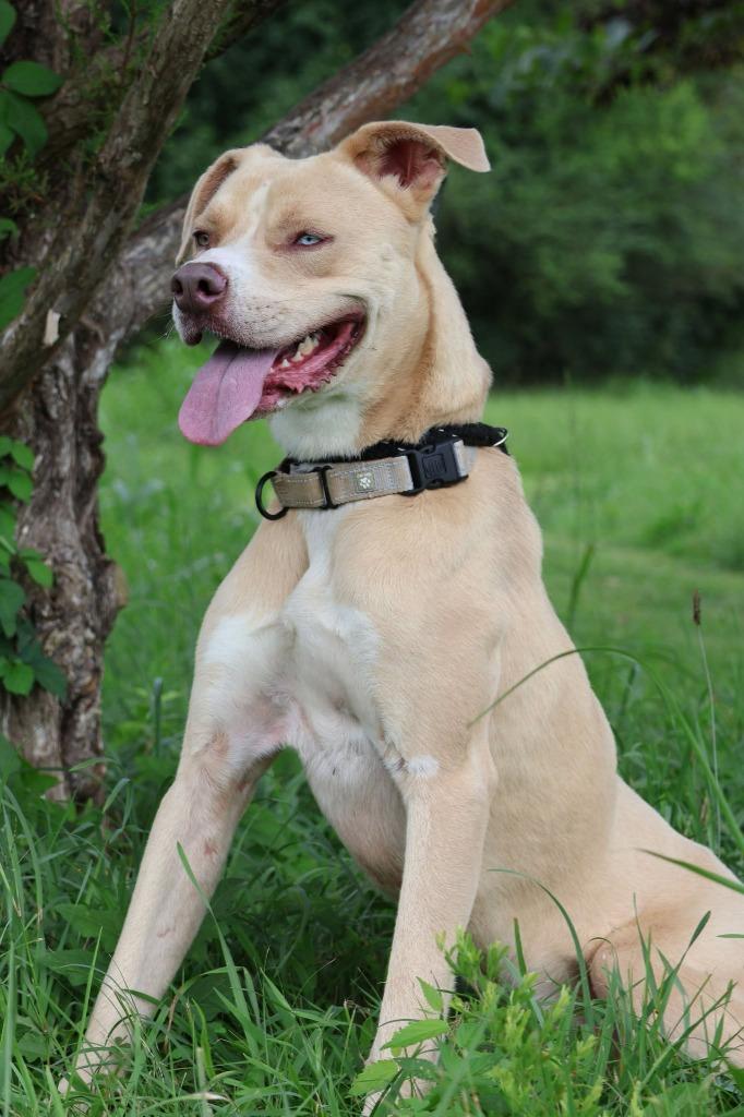 Ladder, a Adoptable mixed breed in Columbia, TN image 4/5