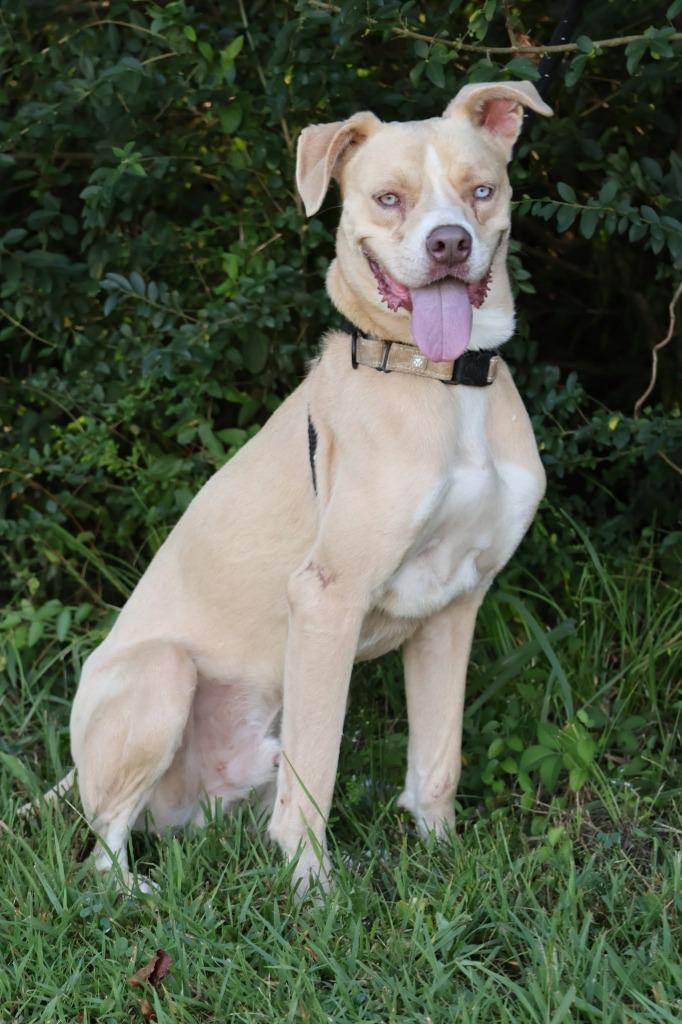 Enlarge Ladder, a Adoptable mixed breed in Columbia, TN image 5/5