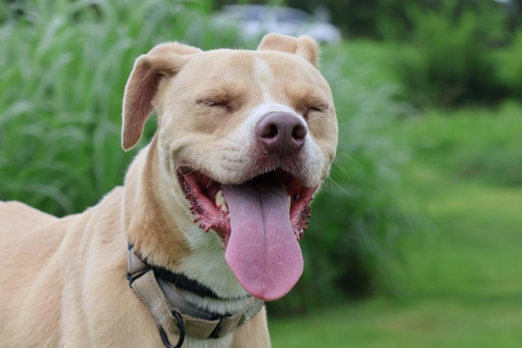 Ladder, a Adoptable mixed breed in Columbia, TN image 5/5