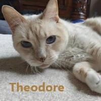 Theodore