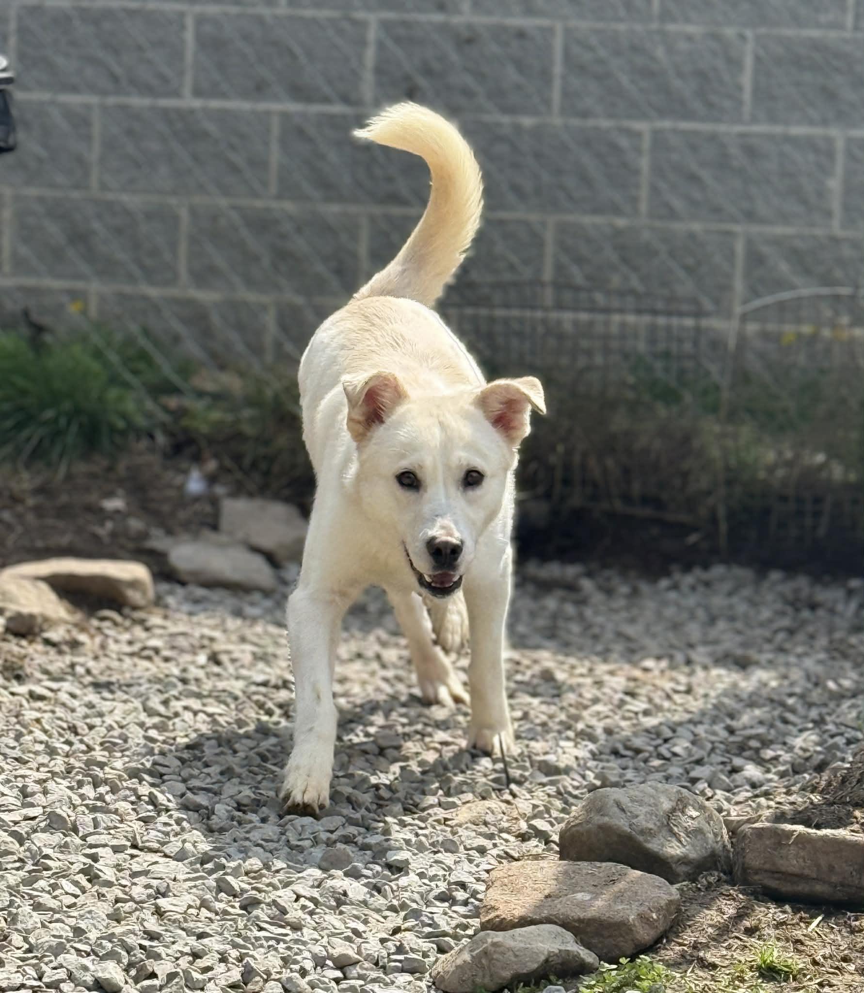 Enlarge Casper, a Adoptable mixed breed in Fayetteville, WV image 1/3