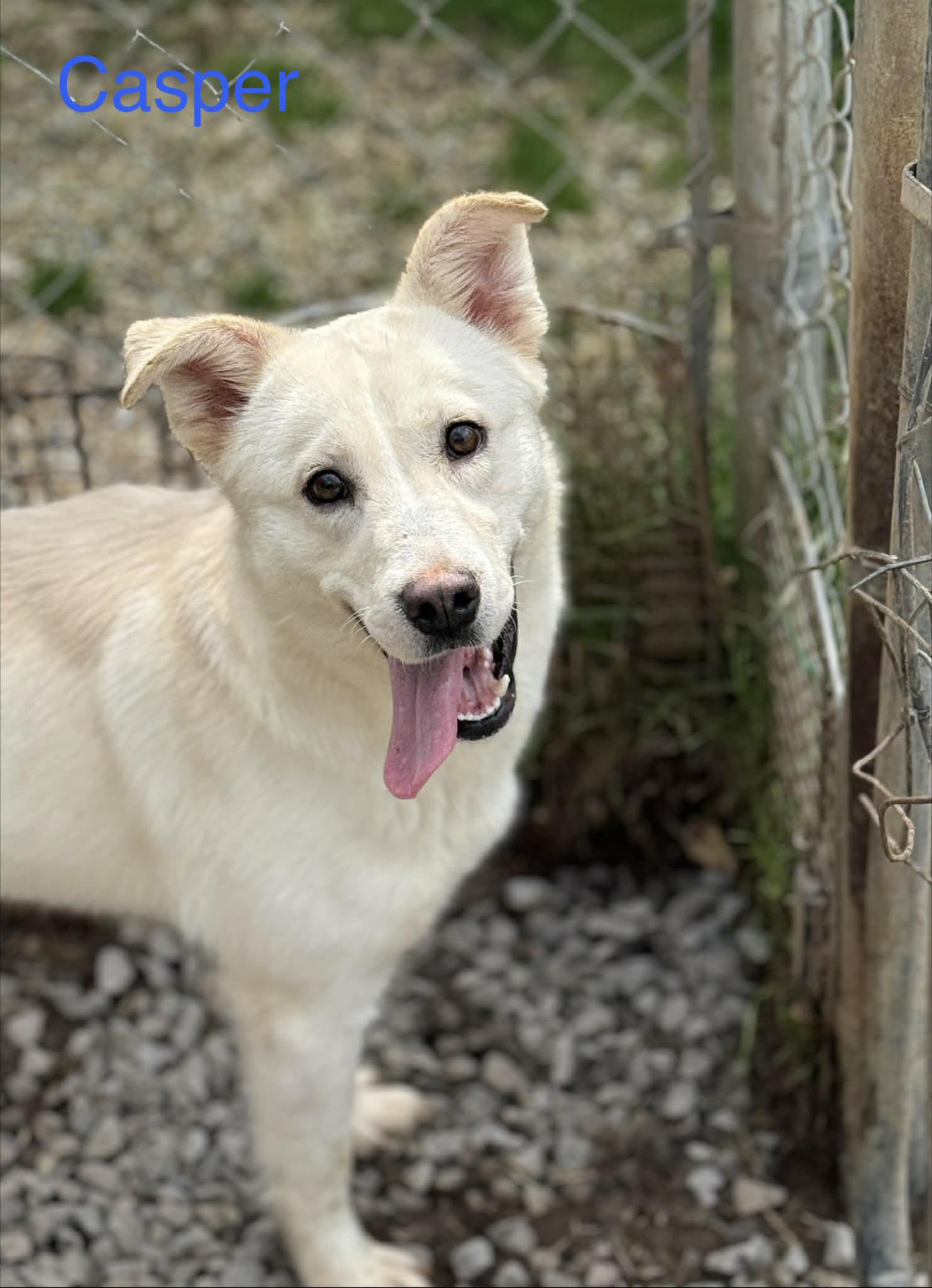 Enlarge Casper, a Adoptable mixed breed in Fayetteville, WV image 2/3
