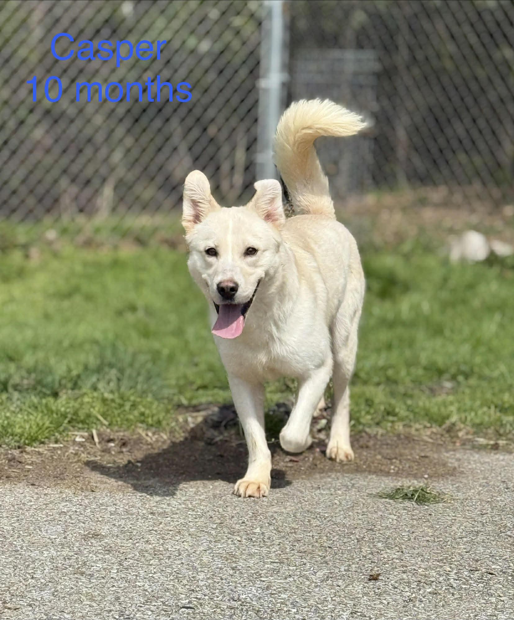 Enlarge Casper, a Adoptable mixed breed in Fayetteville, WV image 3/3