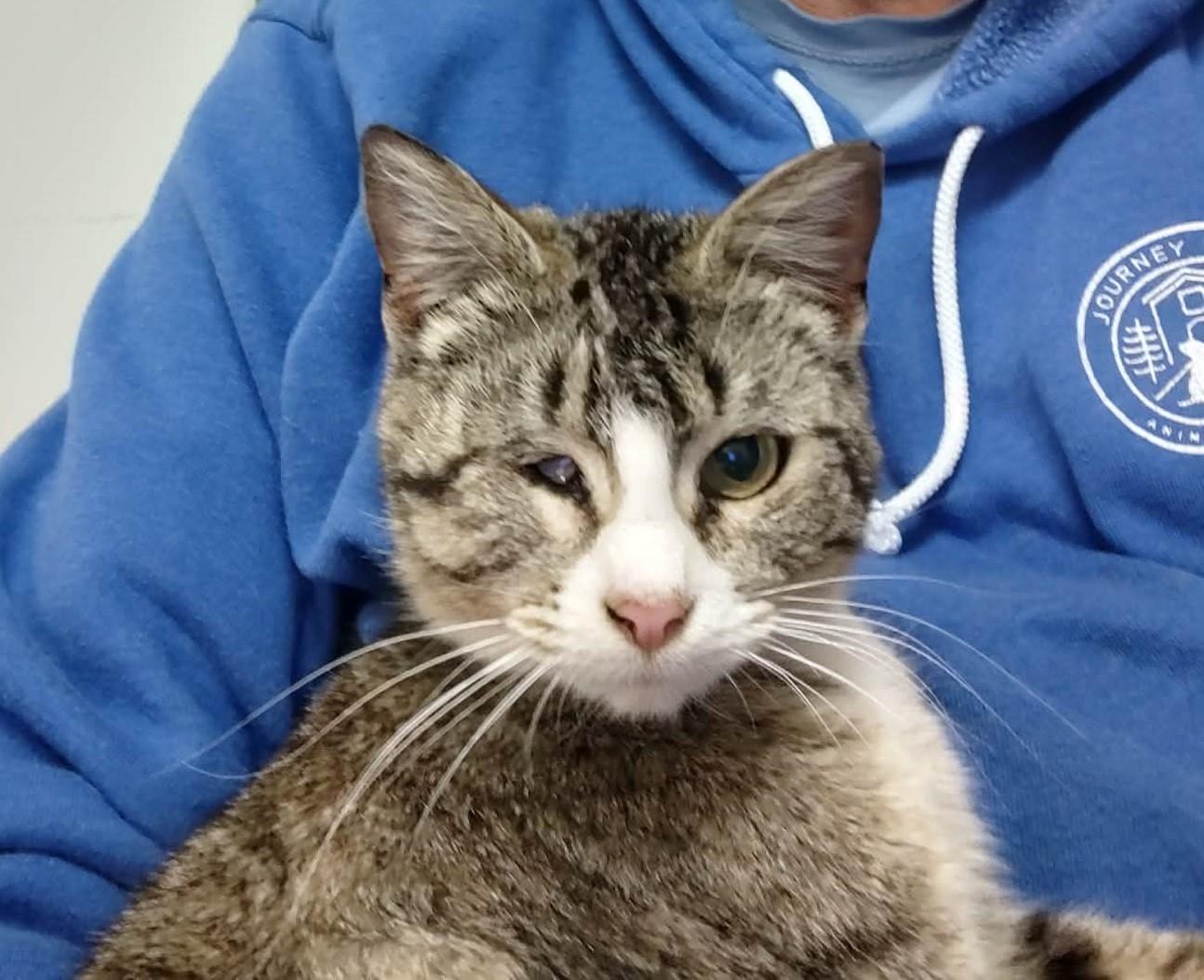 Leela, Adoptable, Adult Female Domestic Short Hair.