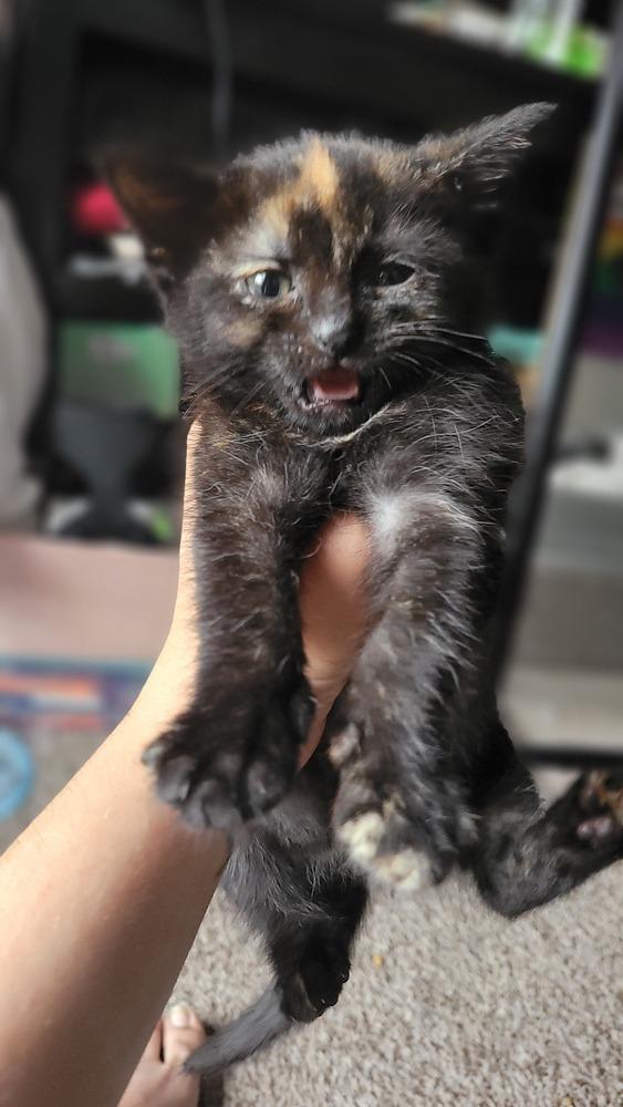 Jupiter, Adoptable, Kitten Female Domestic Short Hair.