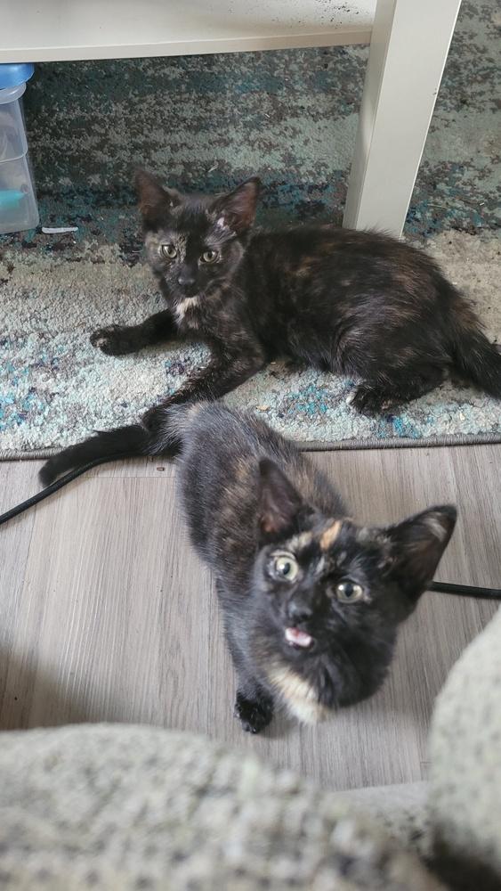 Enlarge Jupiter, a Adoptable mixed breed in Plymouth, MI image 2/5