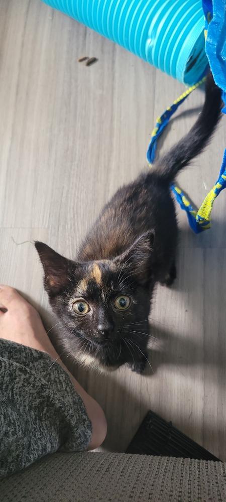 Enlarge Jupiter, a Adoptable mixed breed in Plymouth, MI image 3/5